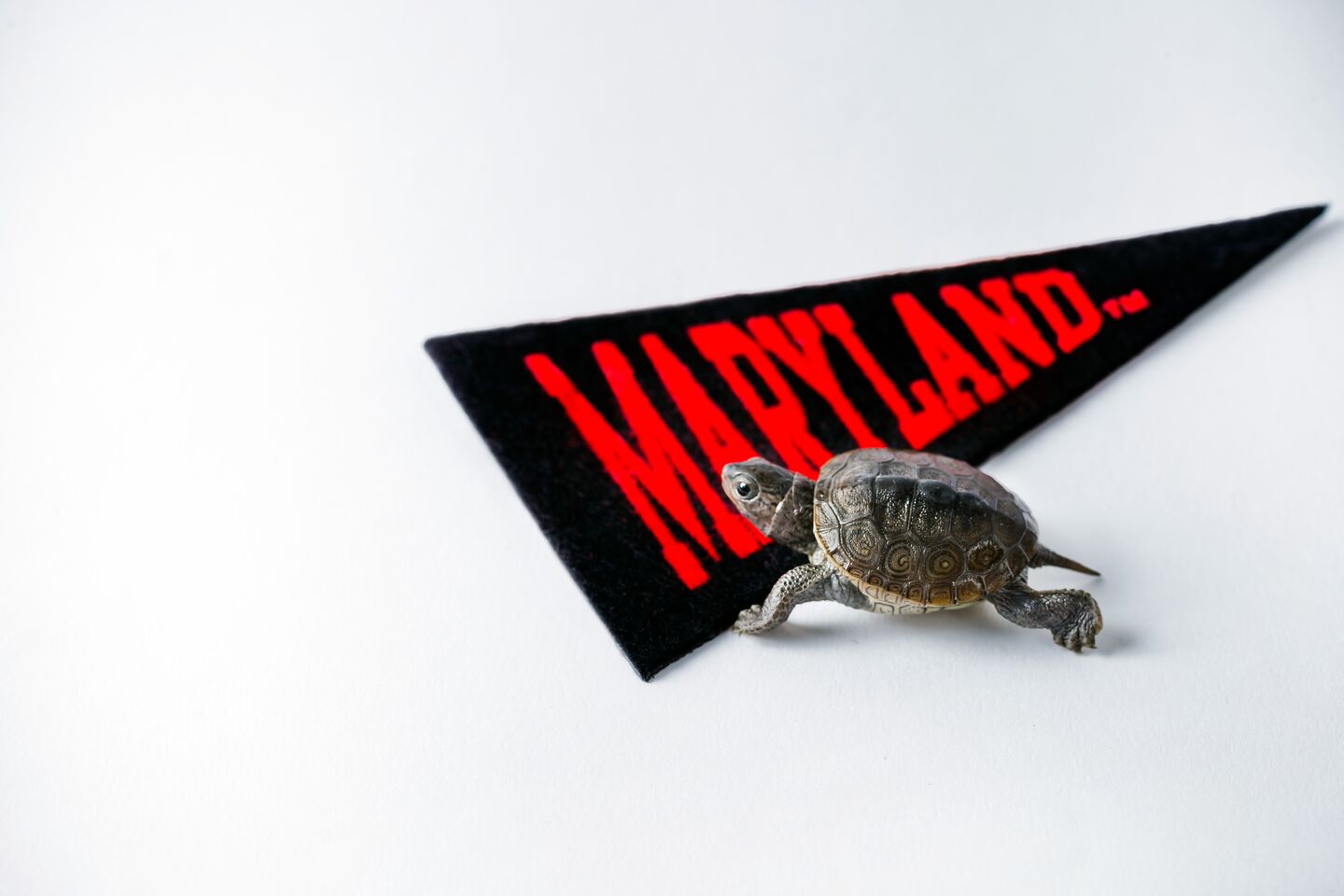Baby Terrapin turtle walking across a Maryland pennant flag.