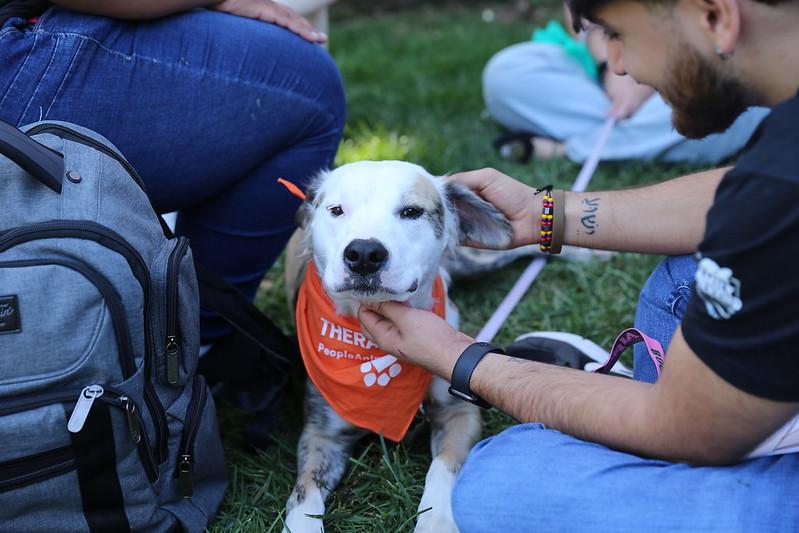 student petting a therapy dog at the Self-Care Fair on McKeldin Mall